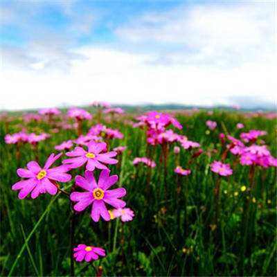 ROR体育官网登录入口